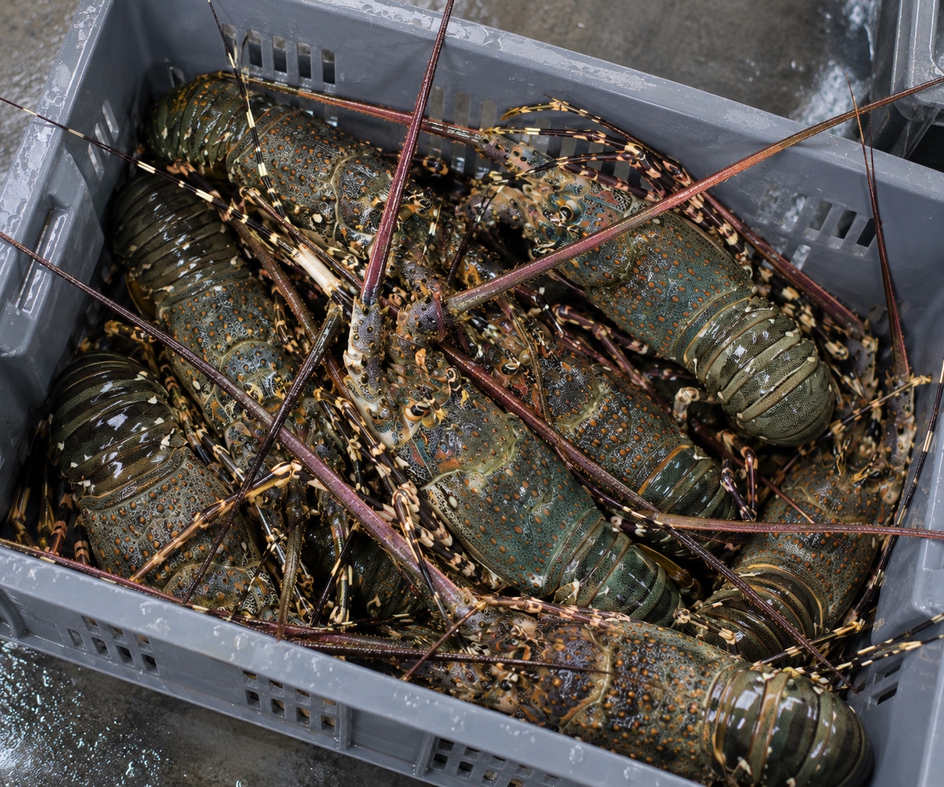 Live Madagascar spiny lobsters held in a ventilated crate