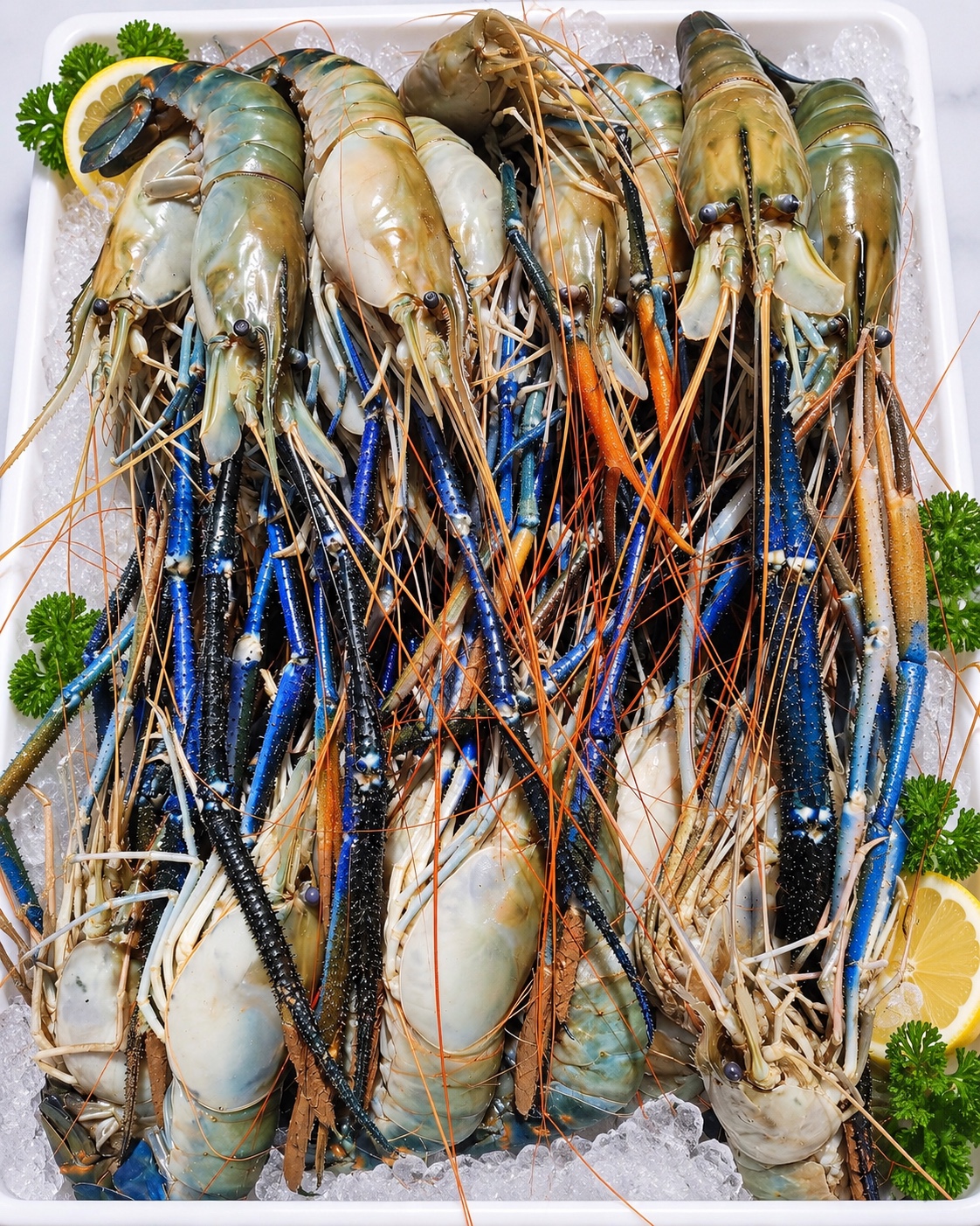 Madagascar langoustines arranged on ice