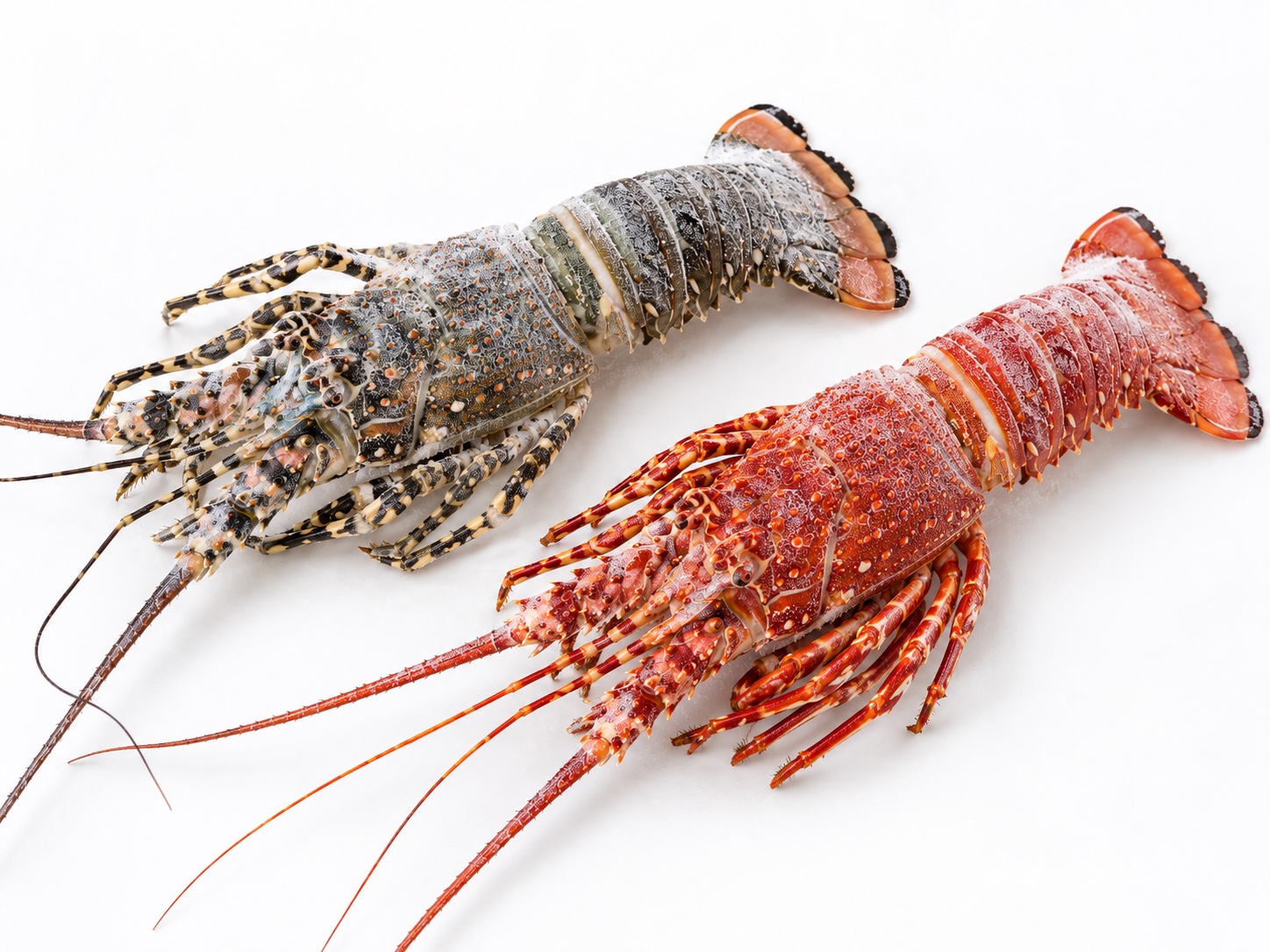 Whole frozen Madagascar spiny lobsters presented on a white background