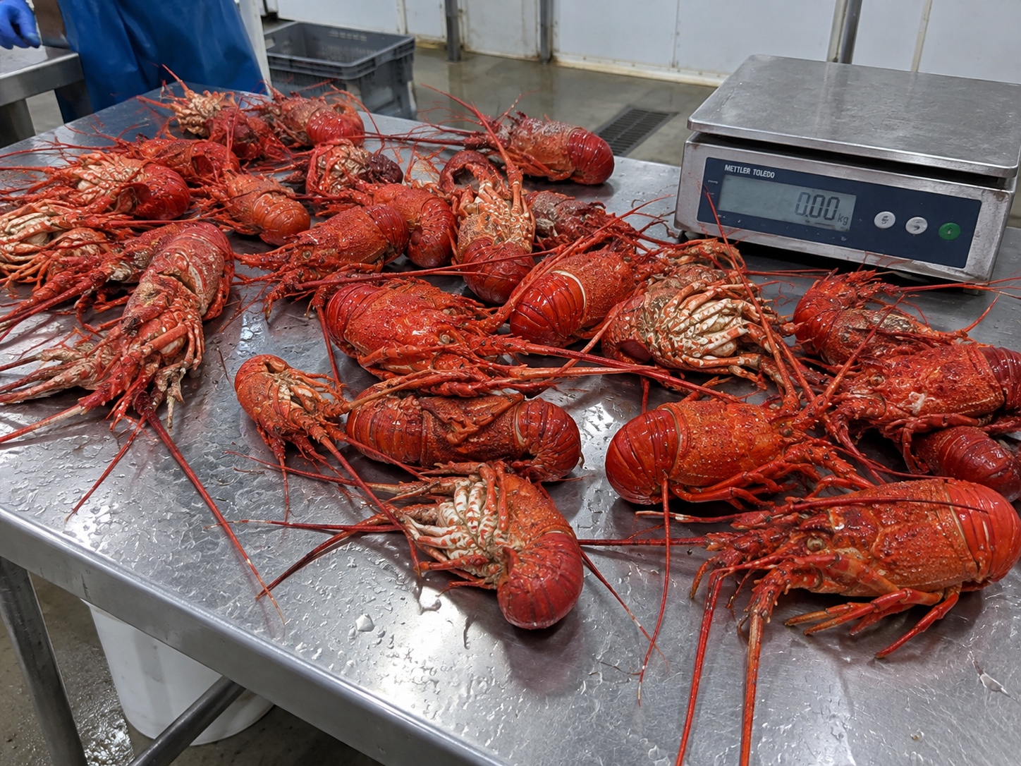Madagascar spiny lobsters selected beside a weighing scale