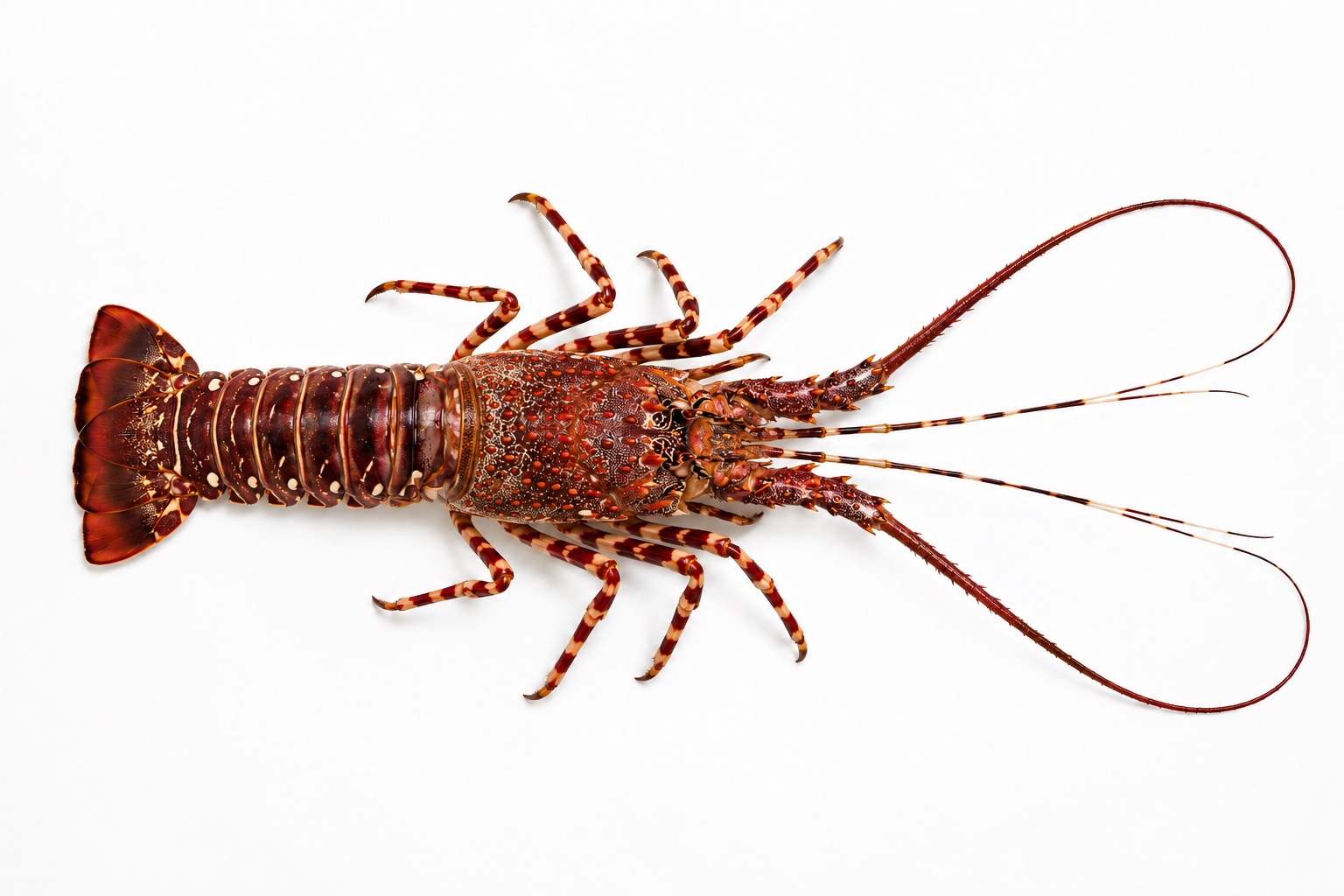 Red Madagascar spiny lobster presented on a white background