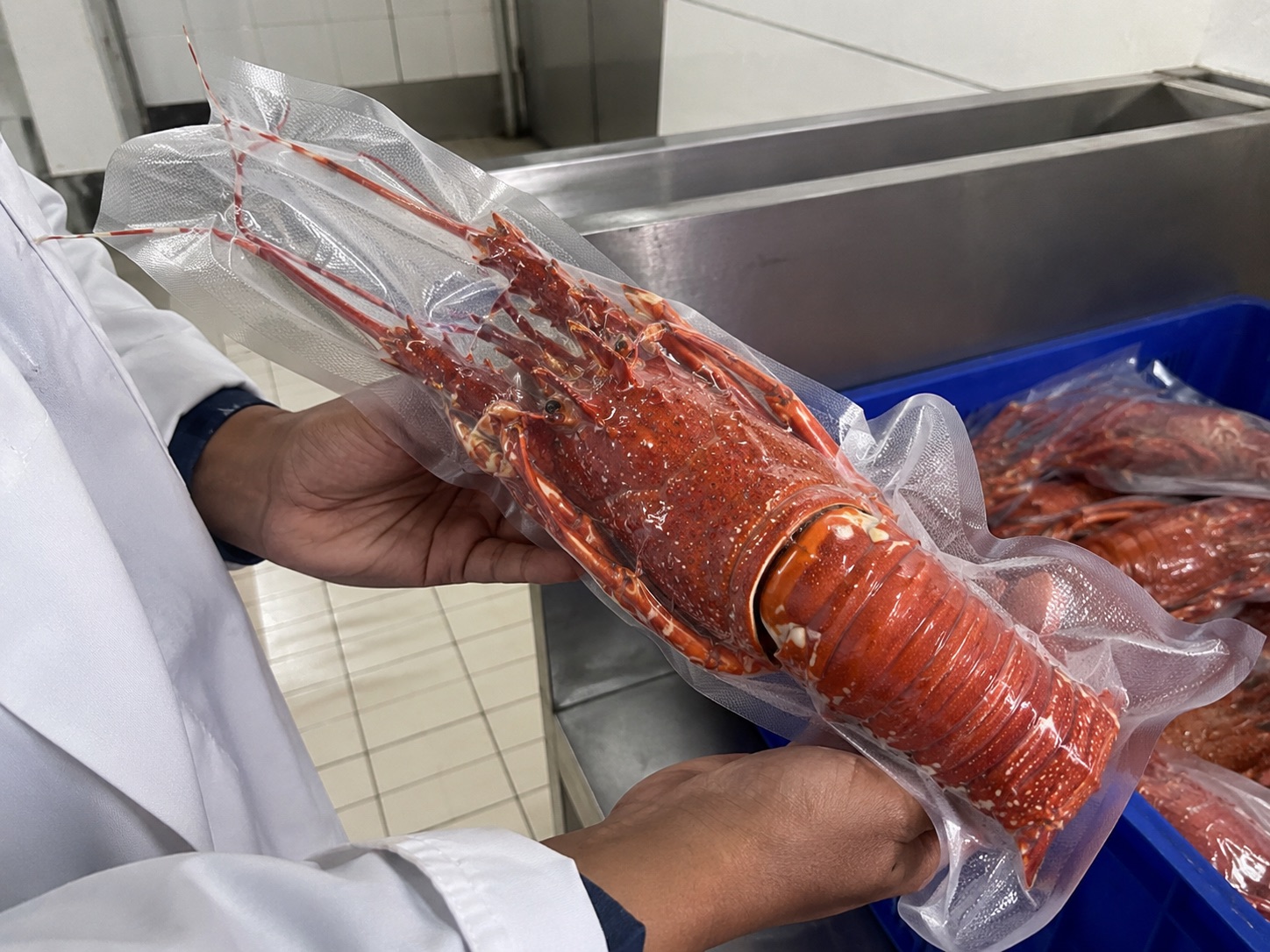 Vacuum-sealed steamed Madagascar spiny lobster held by a member of staff