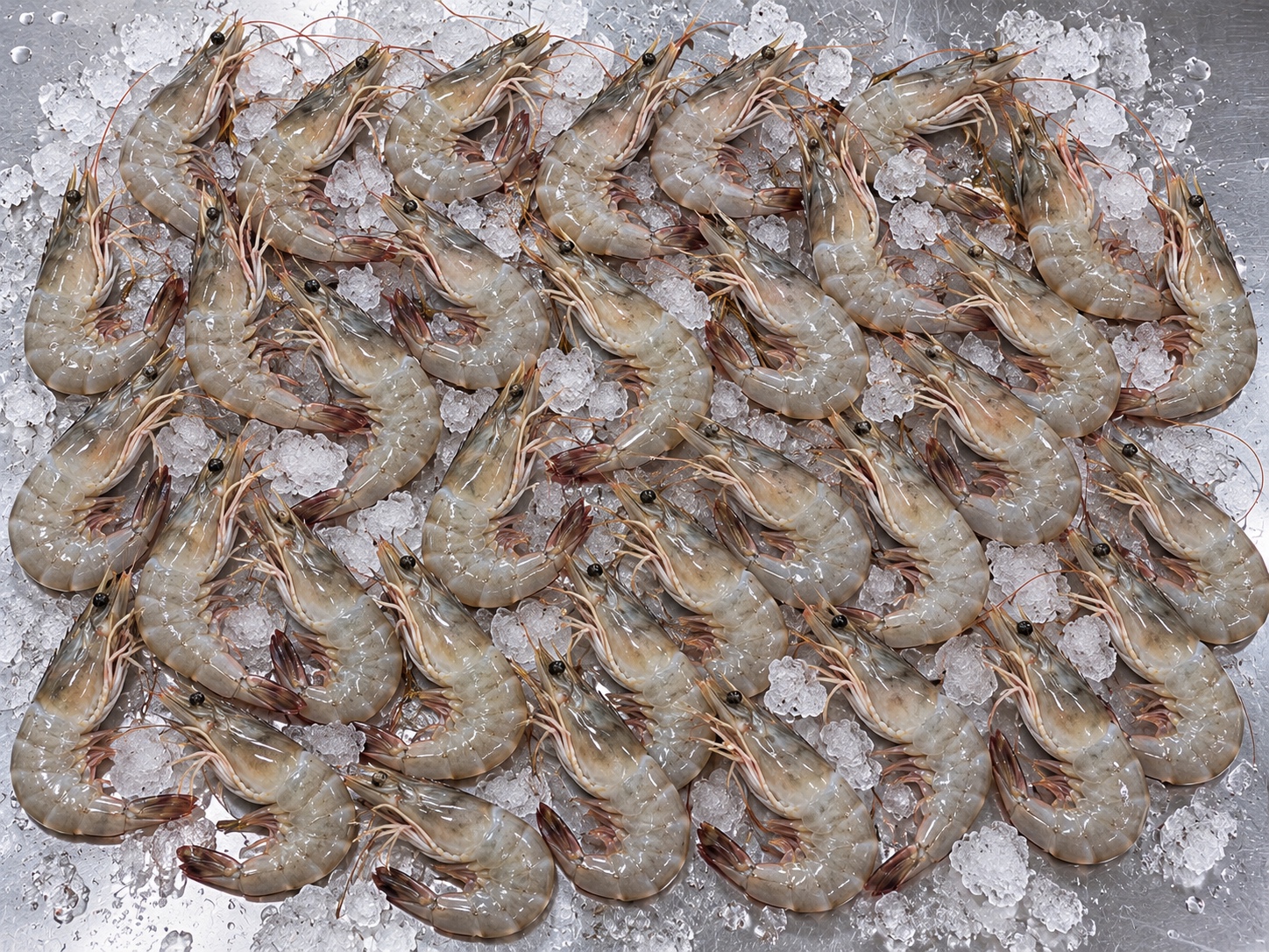 Fresh Madagascar shrimp arranged on ice